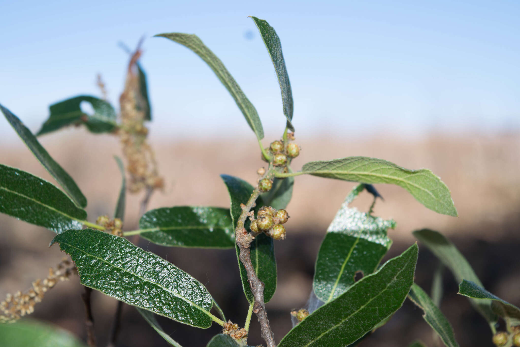 Image of Quercus castanea Née