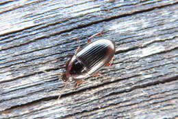 Image of Ground beetle