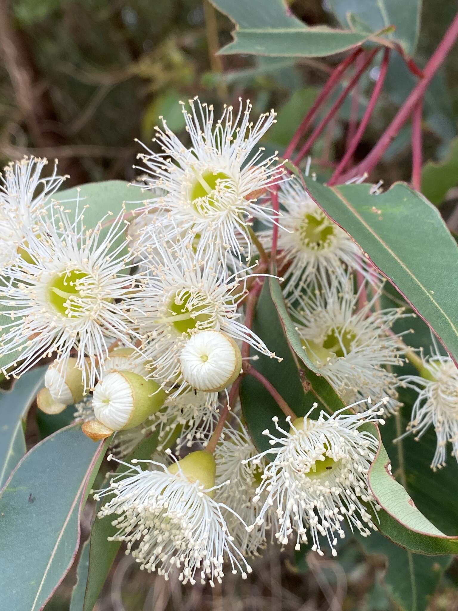 صورة Corymbia calophylla (Lindl.) K. D. Hill & L. A. S. Johnson