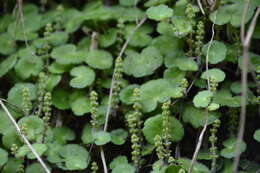 Image de Hydrocotyle hirsuta Sw.