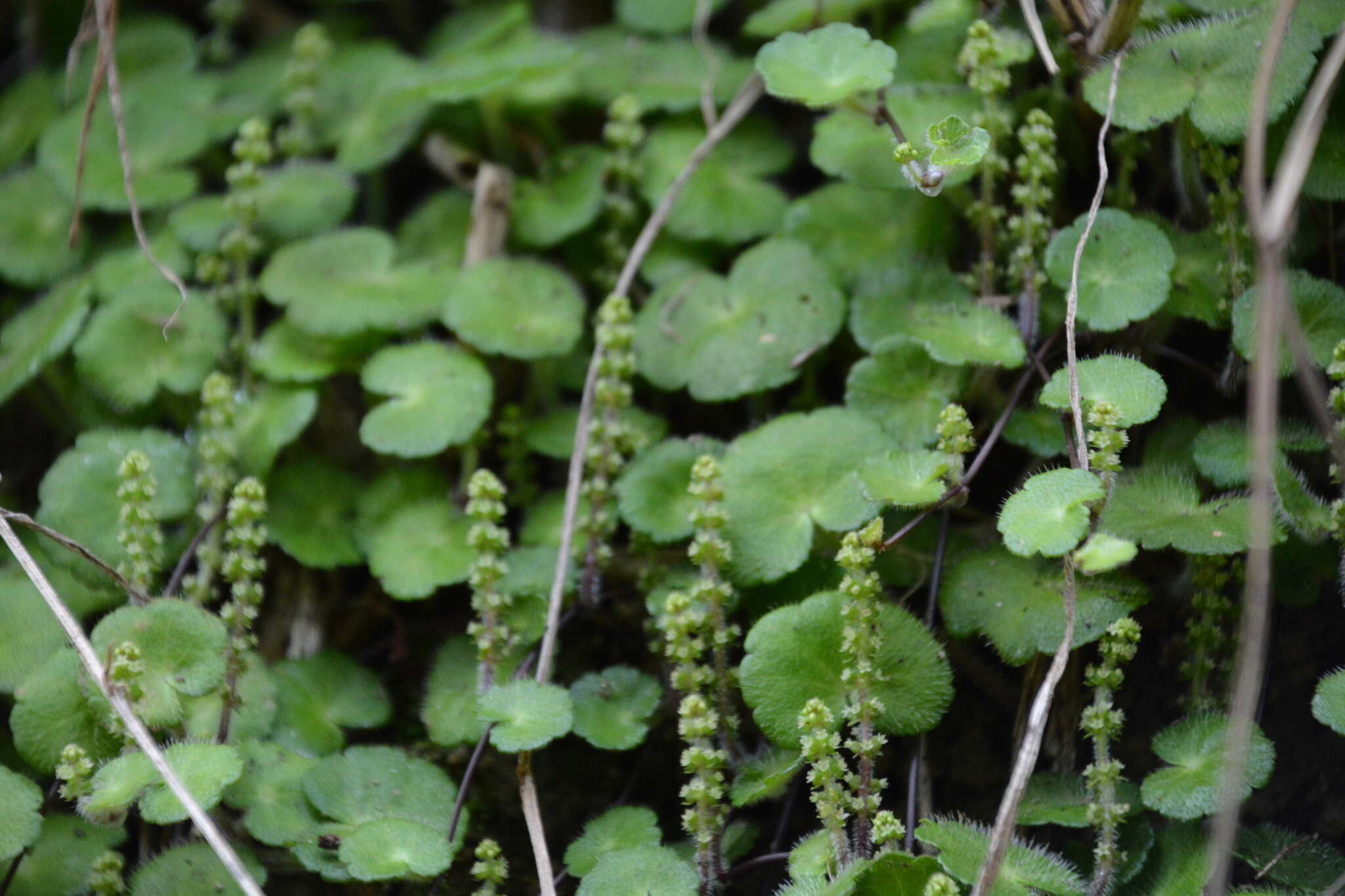 Image de Hydrocotyle hirsuta Sw.