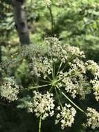 Ligusticum porteri Coult. & N. E. Rose resmi