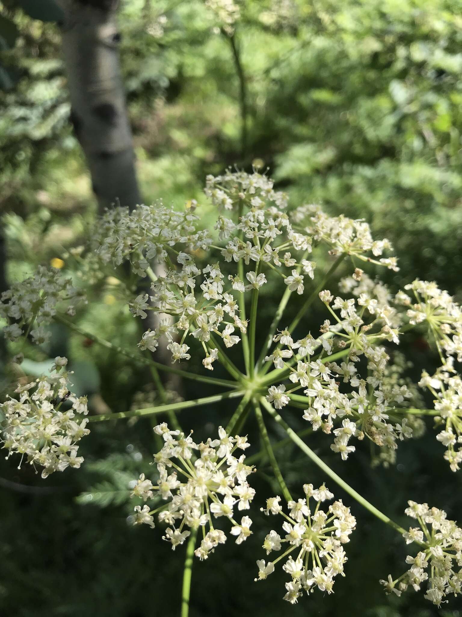 Ligusticum porteri Coult. & N. E. Rose的圖片