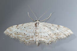 Image of Idaea atlantica Stainton 1859