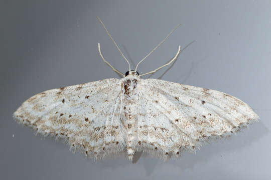 Image de Idaea atlantica Stainton 1859