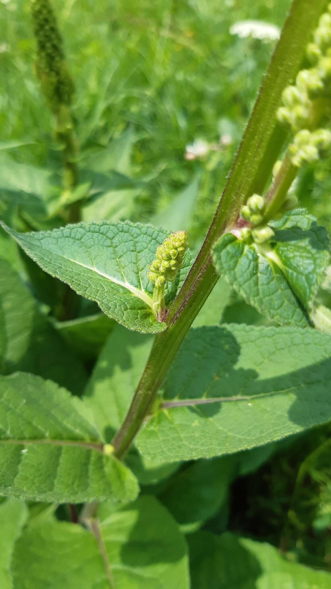 صورة Verbascum alpinum Turra