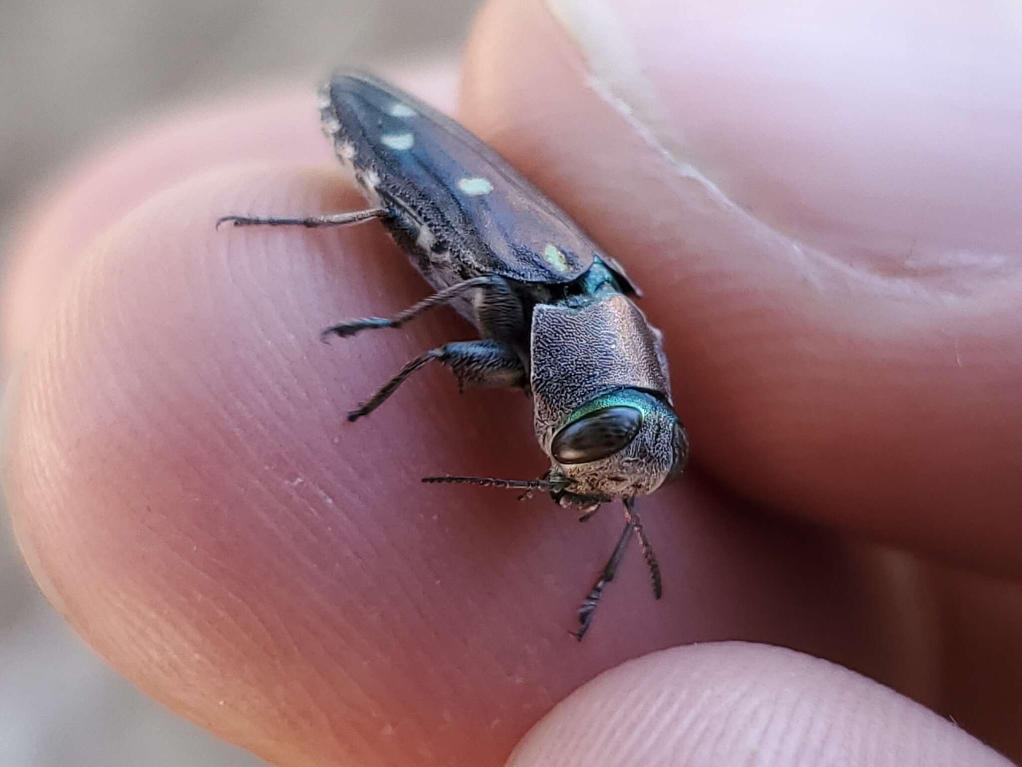 Image of Jewel beetle