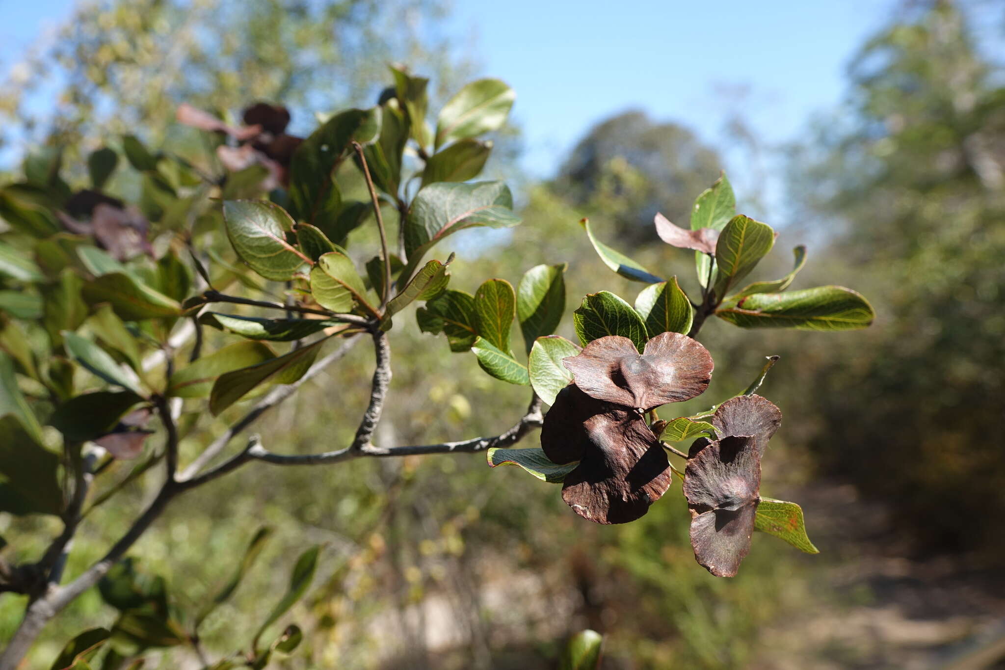 Image of Terminalia tropophylla H. Perrier