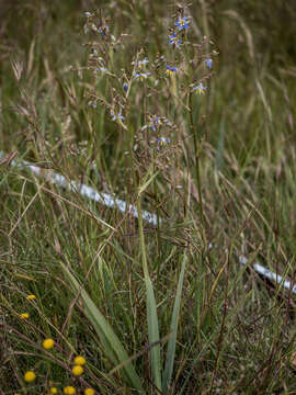 Image of Dianella longifolia var. grandis R. J. F. Hend.