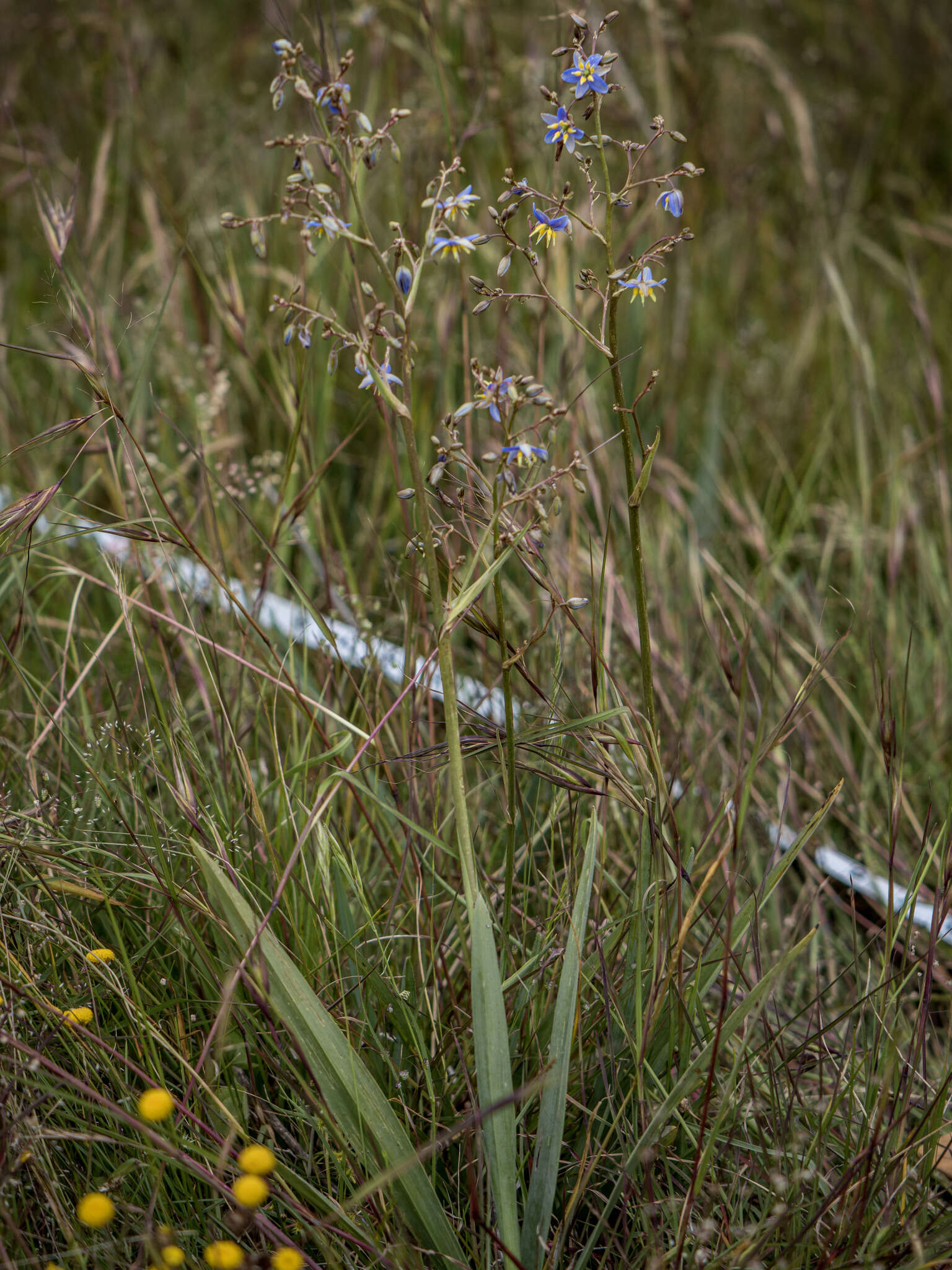 Image of Dianella longifolia var. grandis R. J. F. Hend.