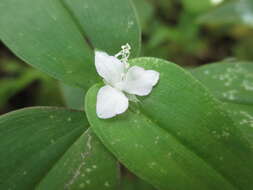 Image de Tradescantia schippii D. R. Hunt