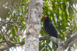 Image of Black-throated Grosbeak