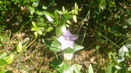 Image of Vinca difformis subsp. difformis