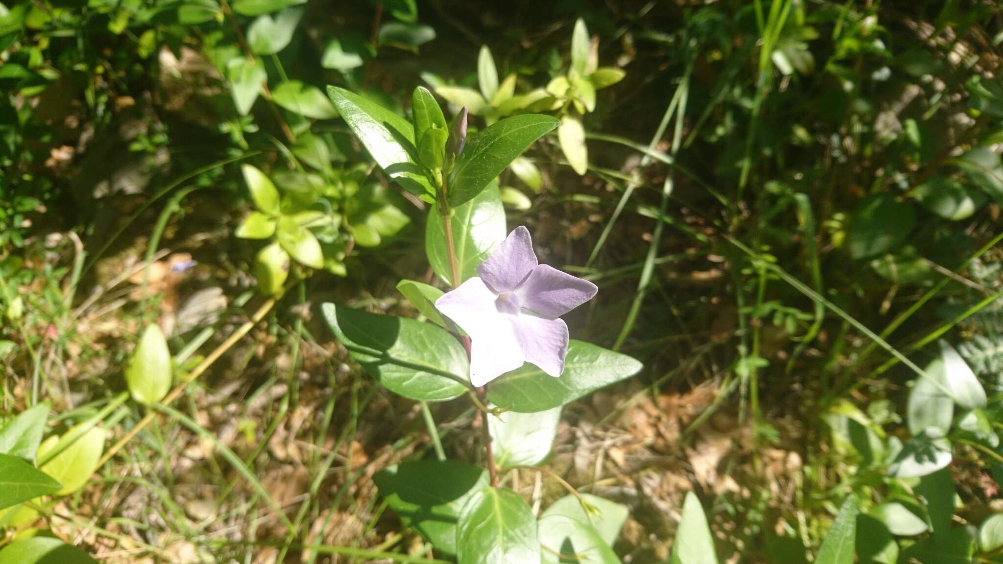 Image of Vinca difformis subsp. difformis