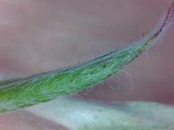 Image of Jersey cudweed