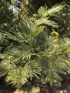 Image of green wattle