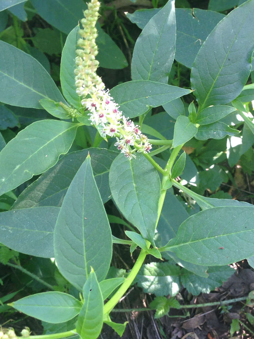 Image of Mexican pokeweed