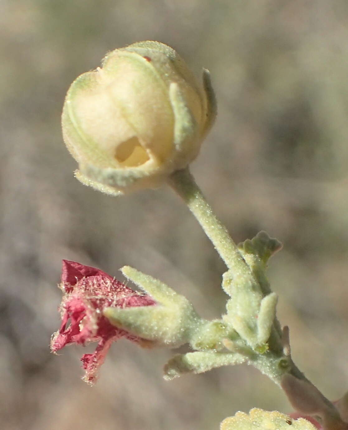 Image of Hermannia minutiflora Engl.