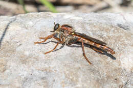 Image of <i>Scleropogon texanus</i>