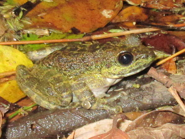 Image of Amolops marmoratus (Blyth 1855)