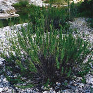 Image de Brickellia dentata (DC.) Sch. Bip.