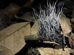 Imagem de Xylaria magnoliae J. D. Rogers 1979