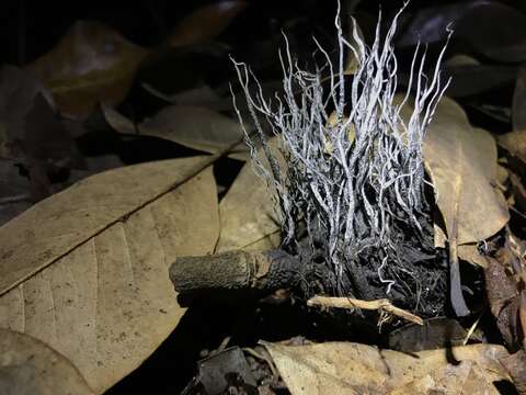 Image of Xylaria magnoliae J. D. Rogers 1979