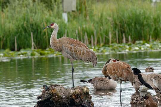 Image of Antigone canadensis canadensis (Linnaeus 1758)