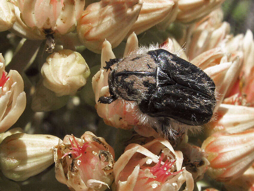 Image of Tropinota squalida canariensis Lindberg 1950