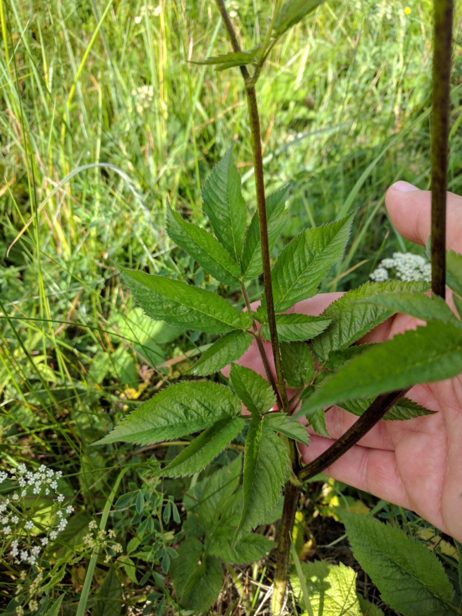 Imagem de Chaerophyllum aromaticum L.