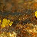 Image de Calocera lutea (Massee) McNabb 1965