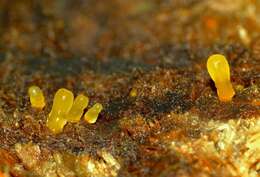 Image of Calocera lutea (Massee) McNabb 1965