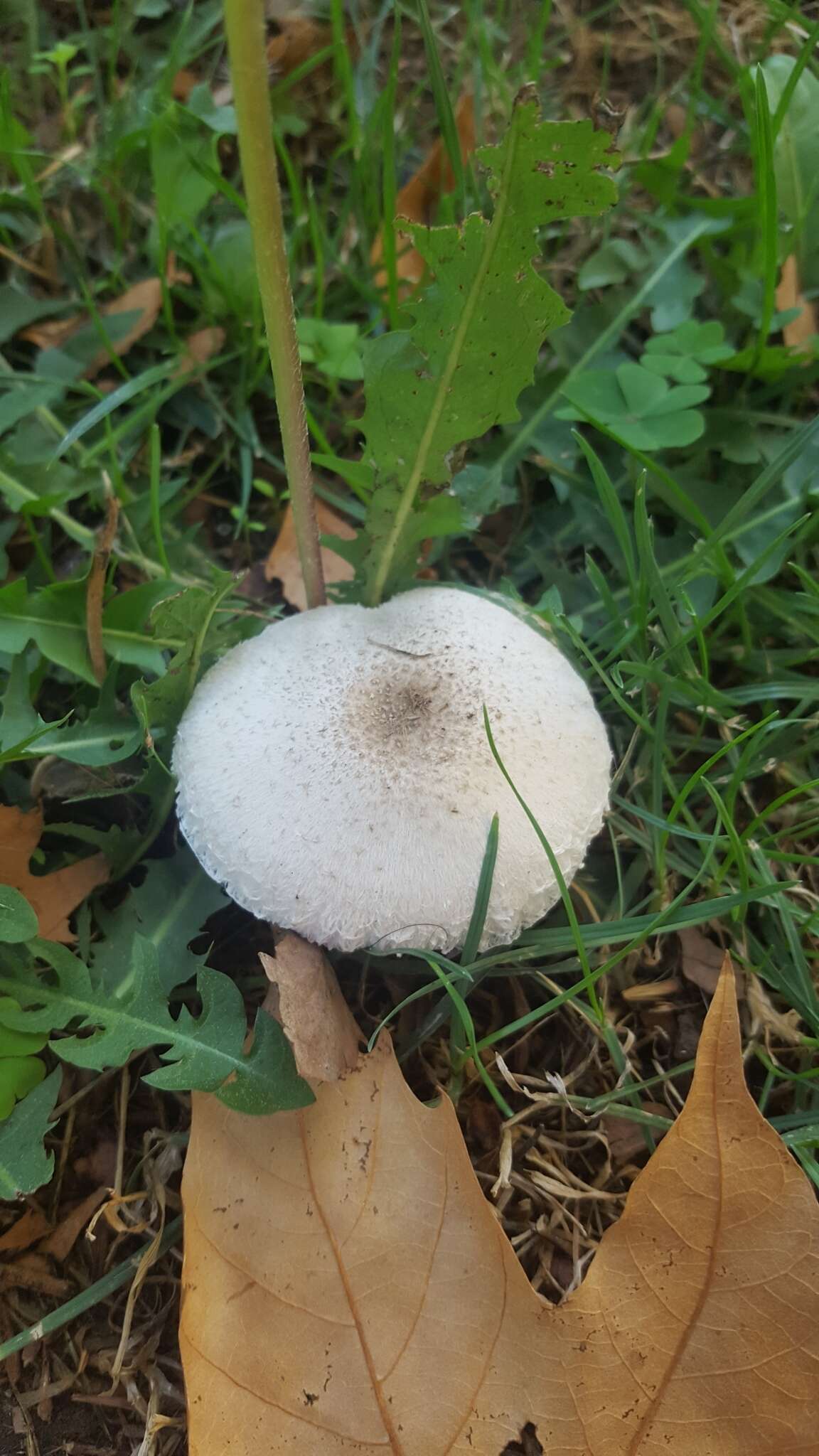 Leucoagaricus barssii (Zeller) Vellinga 2000 resmi