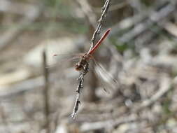 Image of Desert Darter