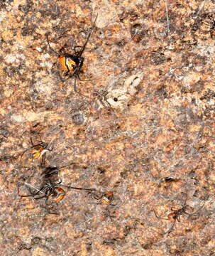 Latrodectus curacaviensis (Müller 1776)的圖片