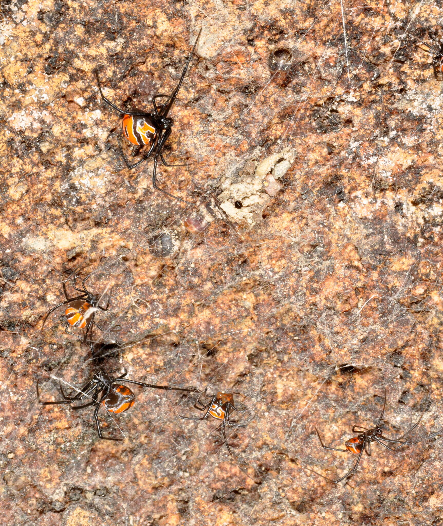 Latrodectus curacaviensis (Müller 1776)的圖片