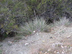 Image of serpentine reedgrass