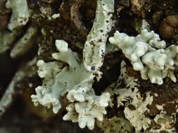 Image of Niebla polymorpha Bowler, J. E. Marsh, T. H. Nash & Riefner