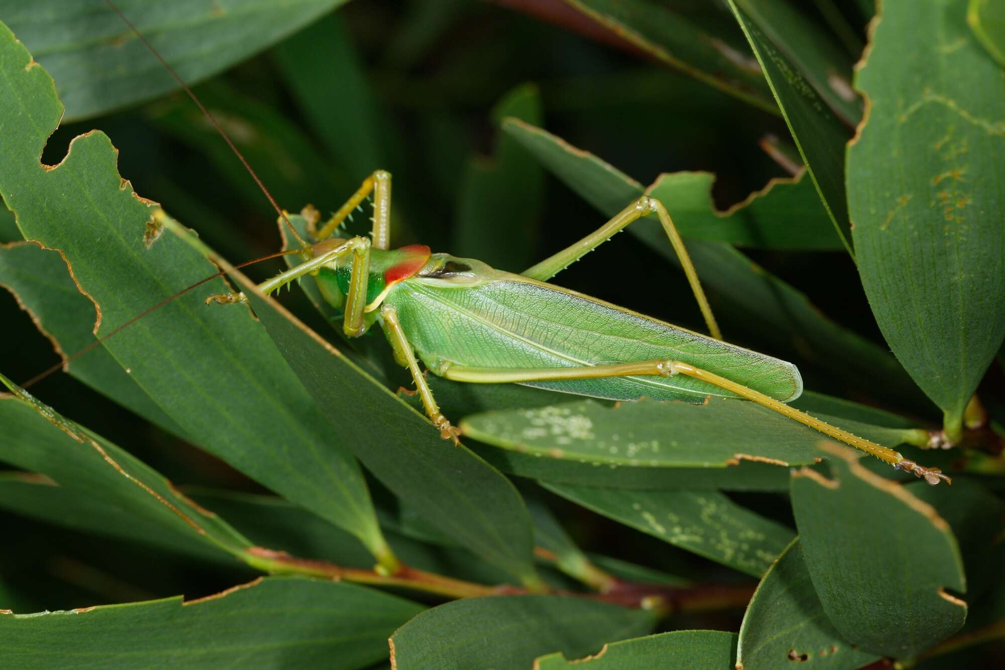 Image of Terpandrus calperum Rentz & D. C. F. 2001