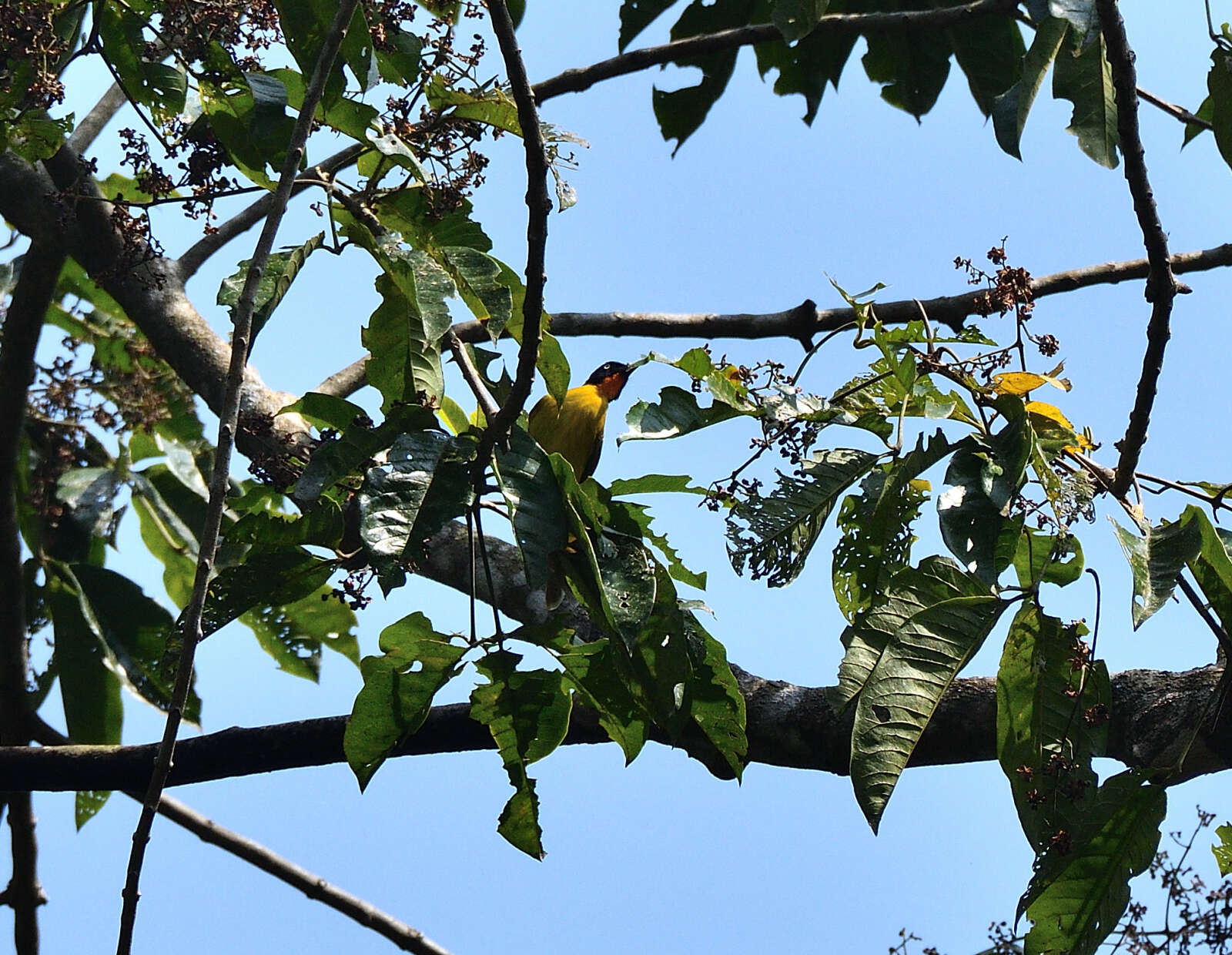 Image of Flame-throated Bulbul