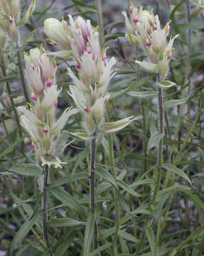 Image of Port Clarence Indian paintbrush