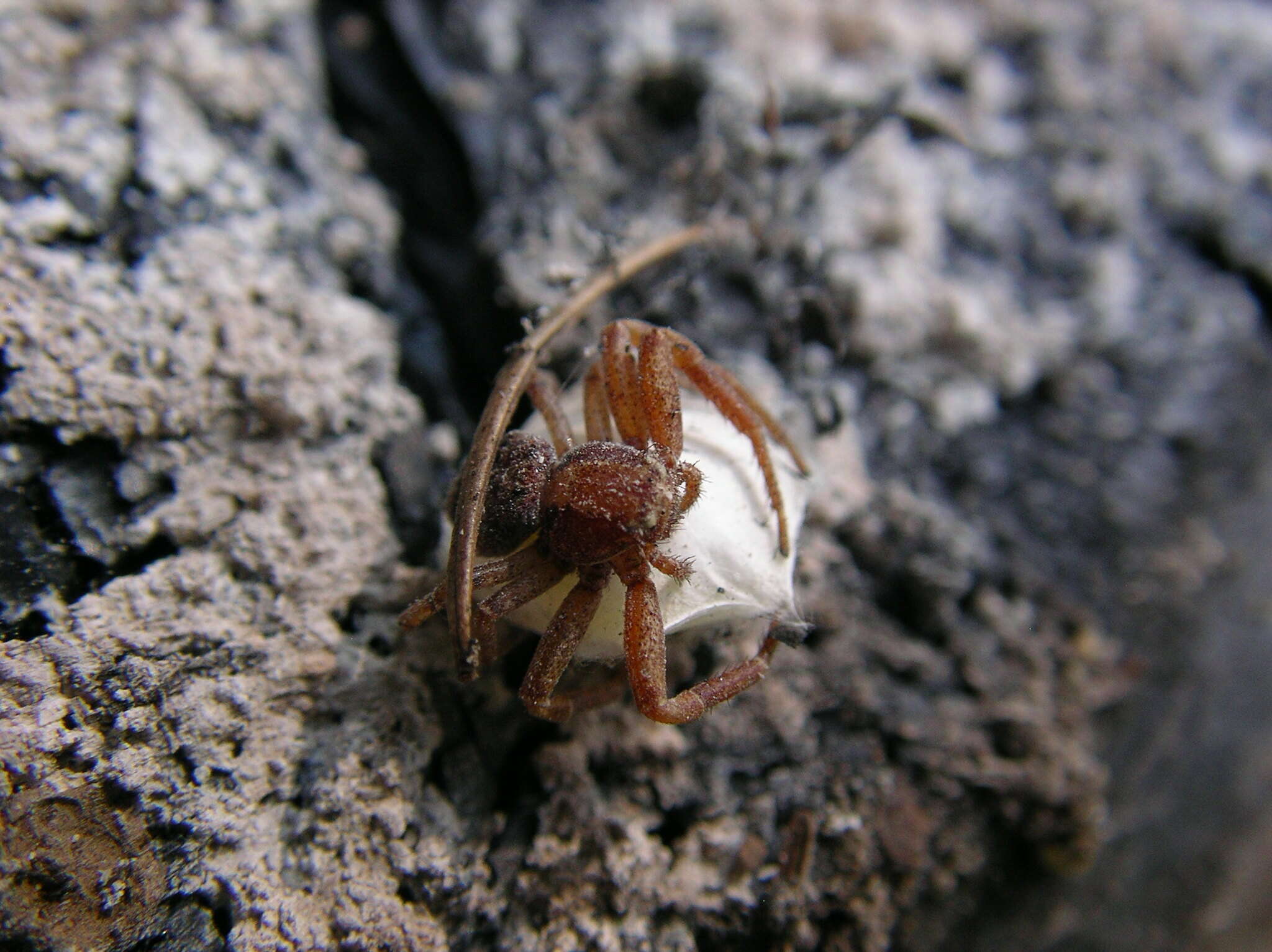 Image of Xysticus locuples Keyserling 1880