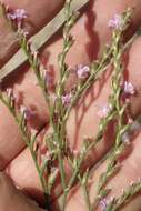 Image of European sea lavendar