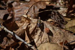 Image of Teuchocnemis lituratus (Loew 1863)