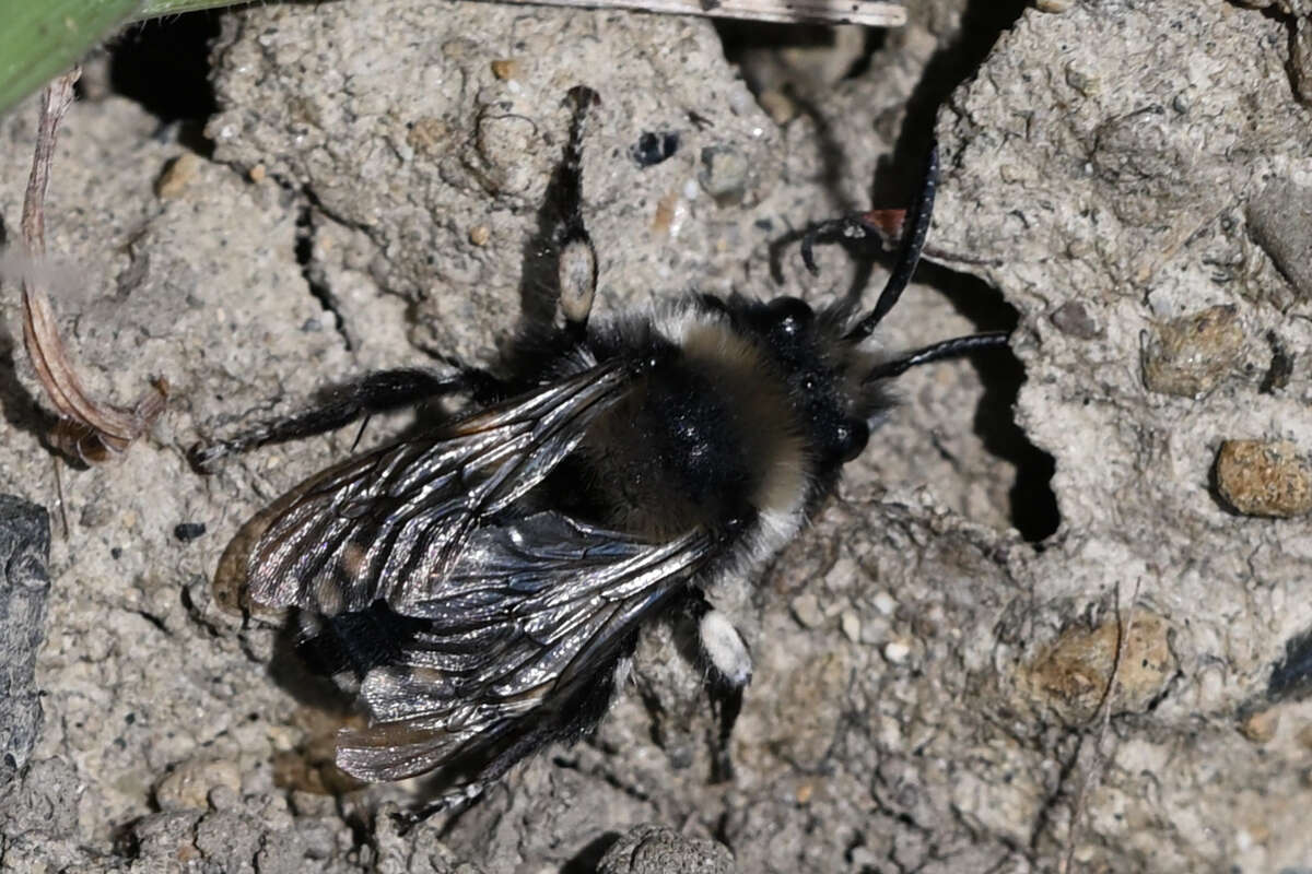 Plancia ëd Melecta separata callura (Cockerell 1926)