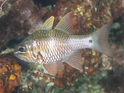 Image of Norfolk cardinalfish