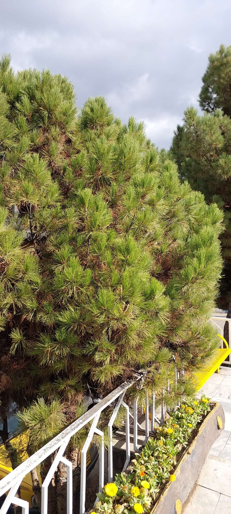 Image of Afghan pine