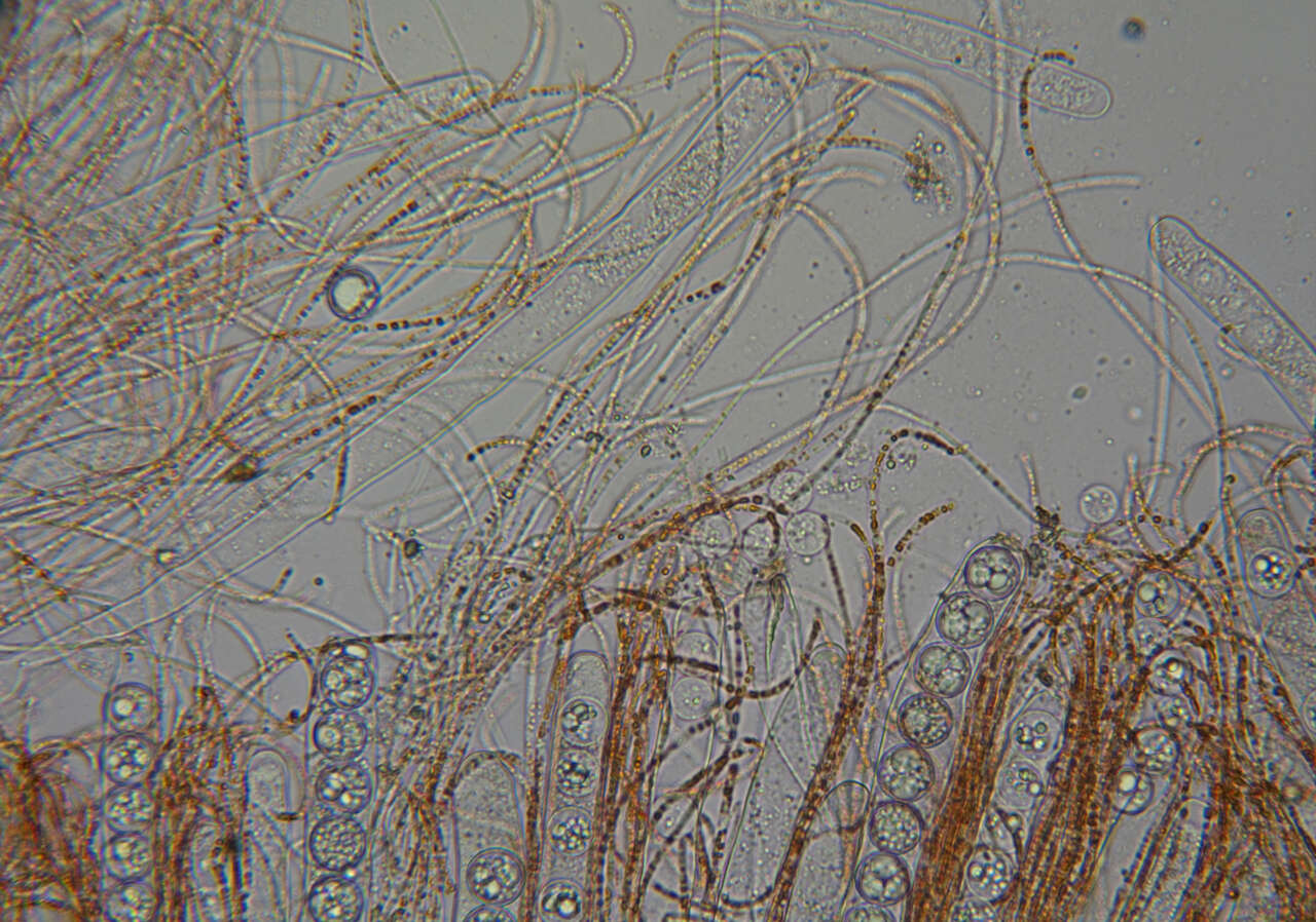 Sivun Pulvinula convexella (P. Karst.) Pfister 1976 kuva