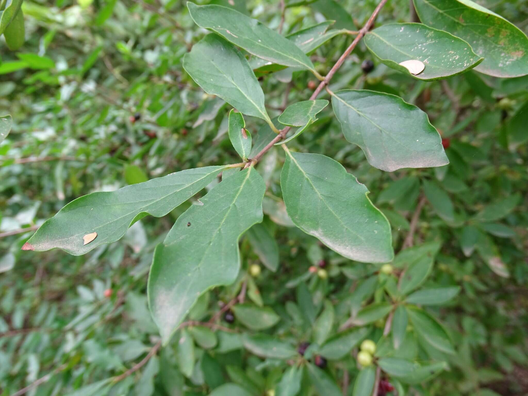 Image of Feretia apodanthera Delile