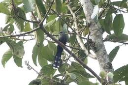 Image of Black-bellied Malkoha